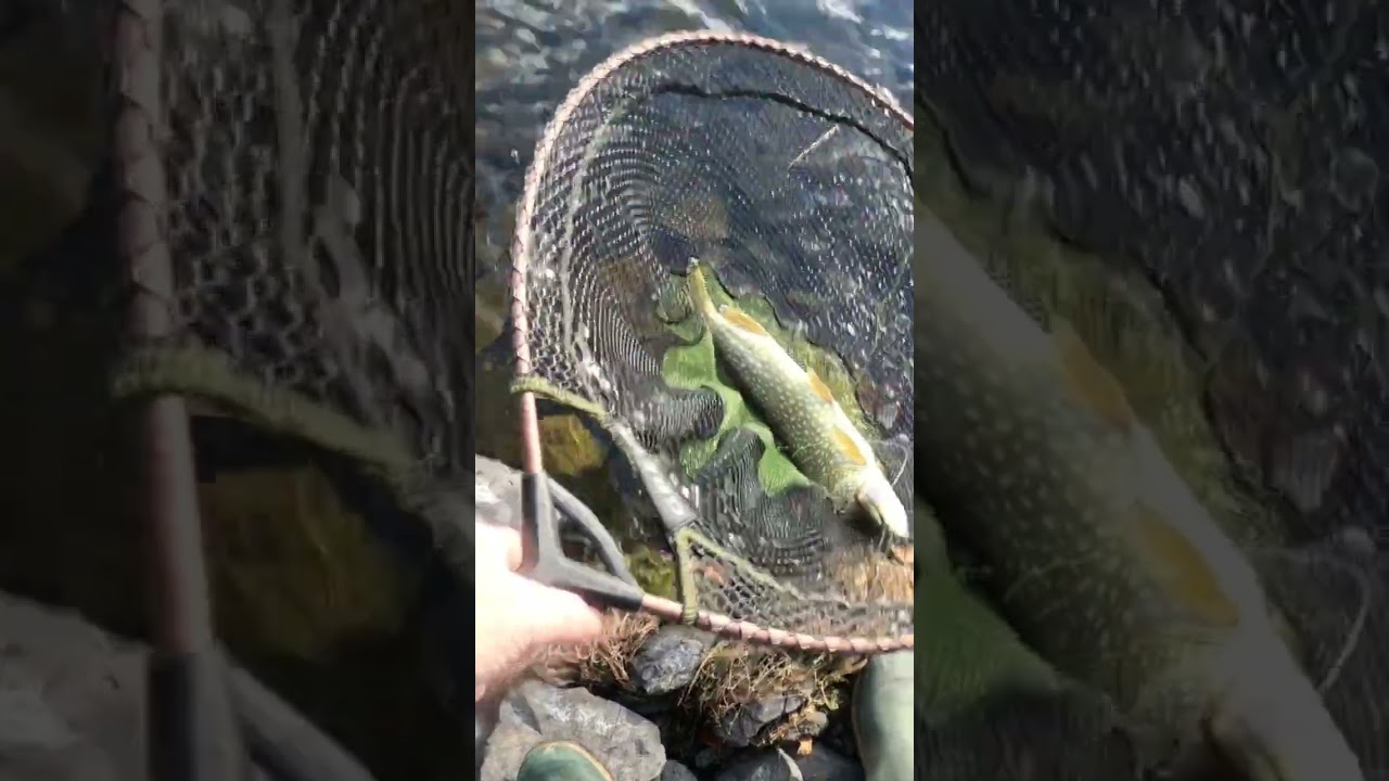 Pike.on the Smelt . #fishing #wildlife #nature .