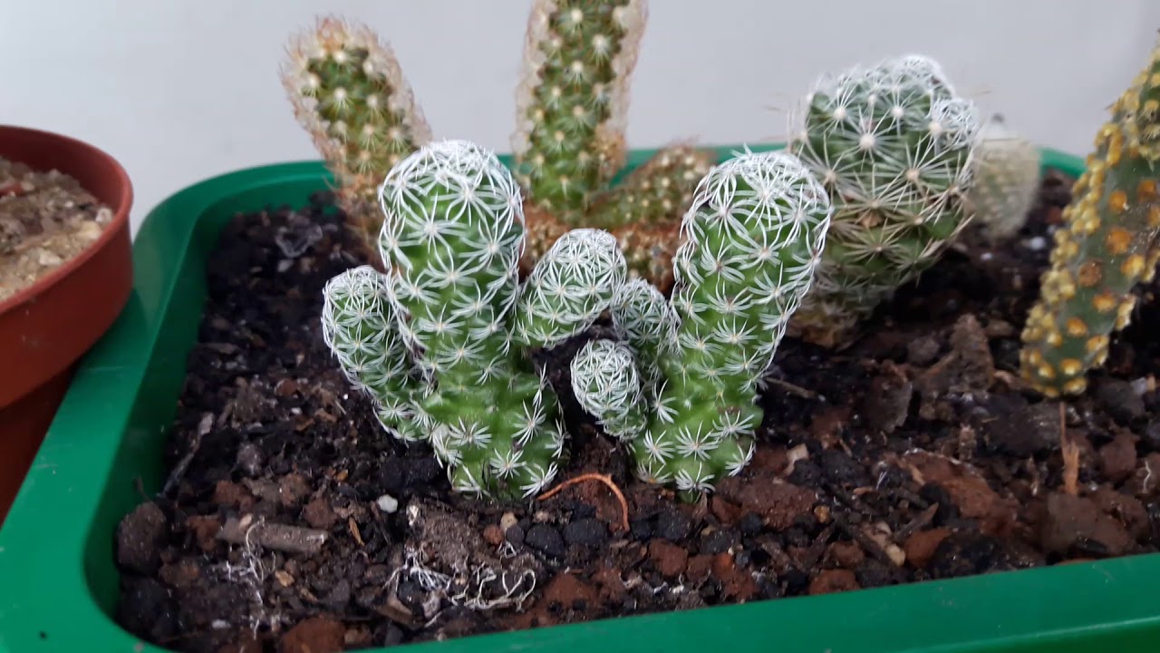 Atualização de cactos e suculentas