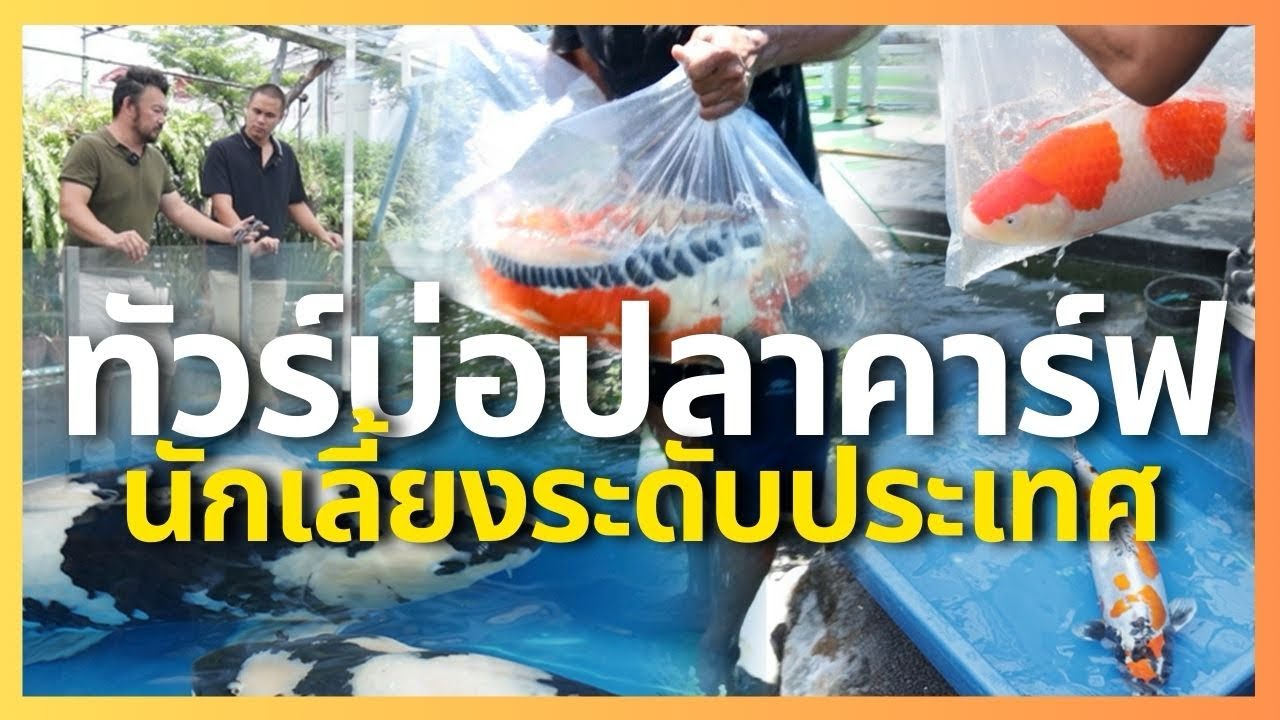 พาเที่ยว บ่อปลาพี่ชัยยศ นักเลี้ยงปลาคาร์ฟระดับประเทศ | ตัวโปรด EP.4
