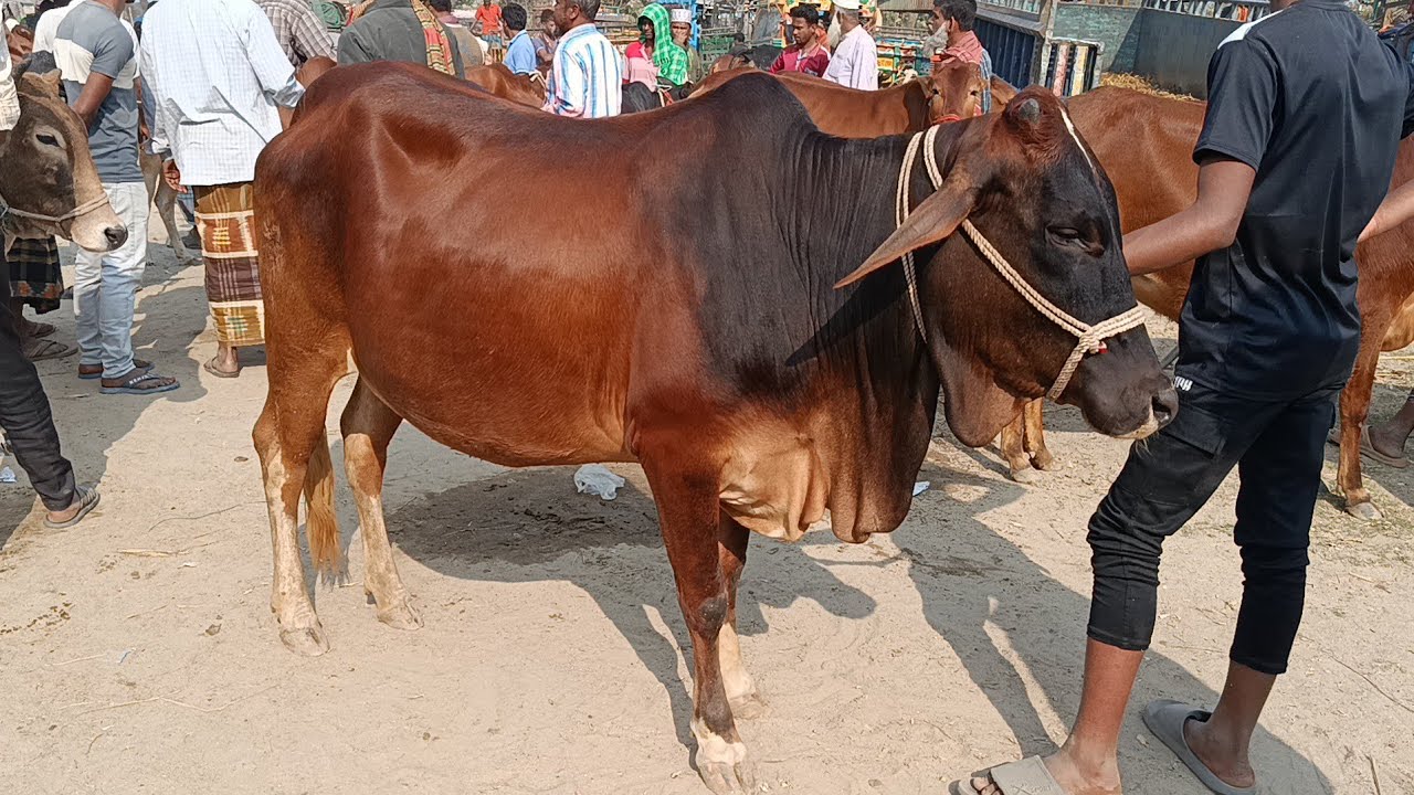 গরু হাট #গাভীন গাই গরুর দাম, মাতাজি হাট  নওগাঁ। 