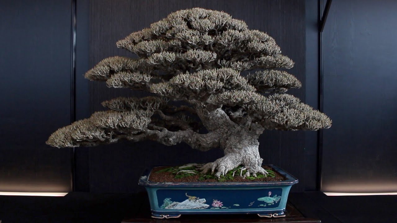 The highlights of Taiwanese Bonsai