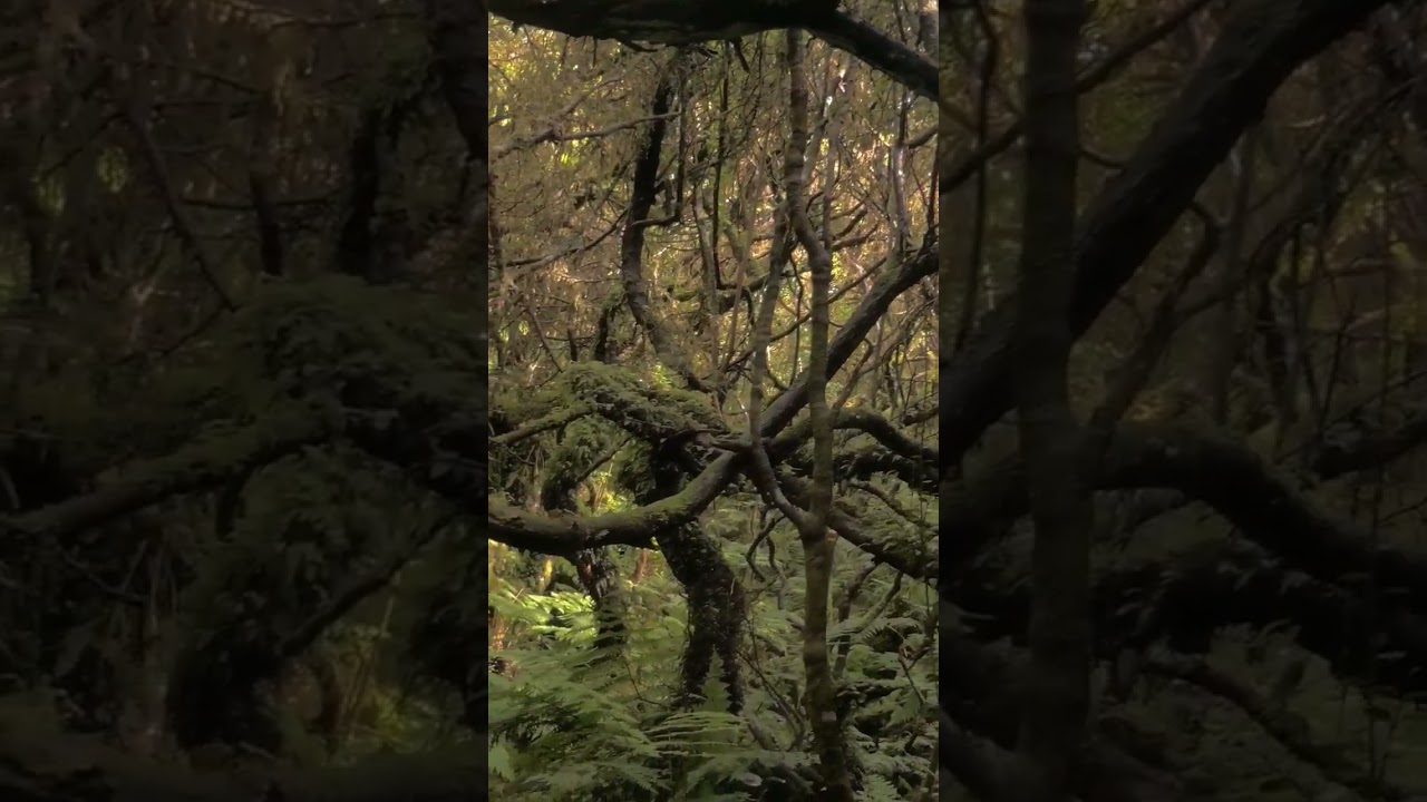 Une Myst&eacute;rieuse For&ecirc;t, T&eacute;moin du Pass&eacute; !