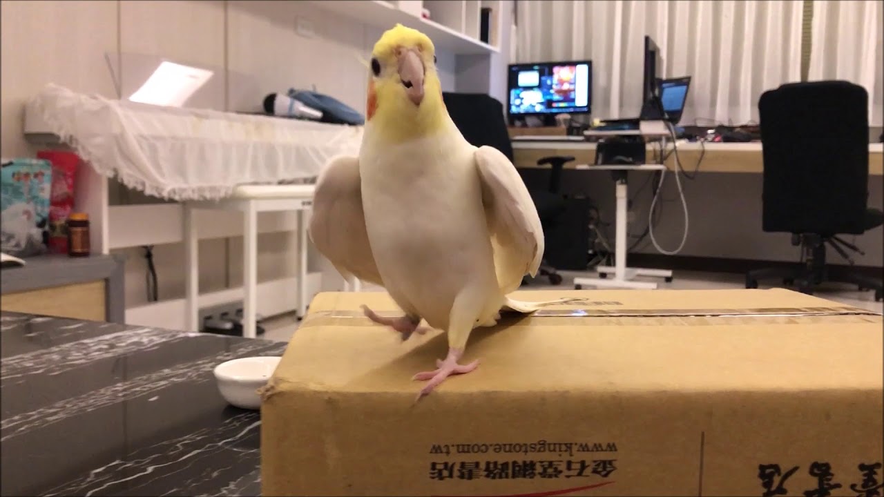 愛和爸爸玩的玄鳳鸚鵡!～玄鳳愛跳舞～Cockatiel  like to play with Dad!