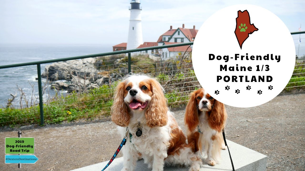 Dog-Friendly Portland, Maine Dog Road Trip & Guide | Dexter The Dog's 2019 US Road Trip Vlog #15