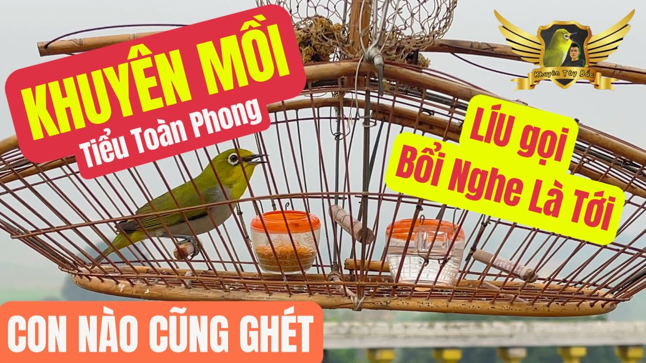 Tiếng Khuy&ecirc;n Mồi Tiểu To&agrave;n Phong Gọi Bổi CON N&Agrave;O CŨNG GH&Eacute;T V&Agrave; ĐẾN Đ&Aacute;NH - Pleci Bird Sound | KTB