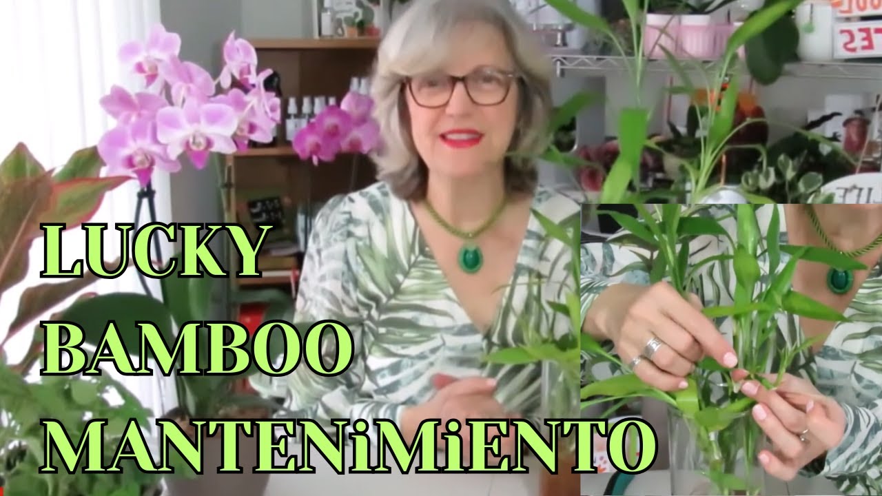 Qué hago si mi Lucky Bambú o Bambú de la suerte está amarillo con raíces naranja. TUTORIAL #423