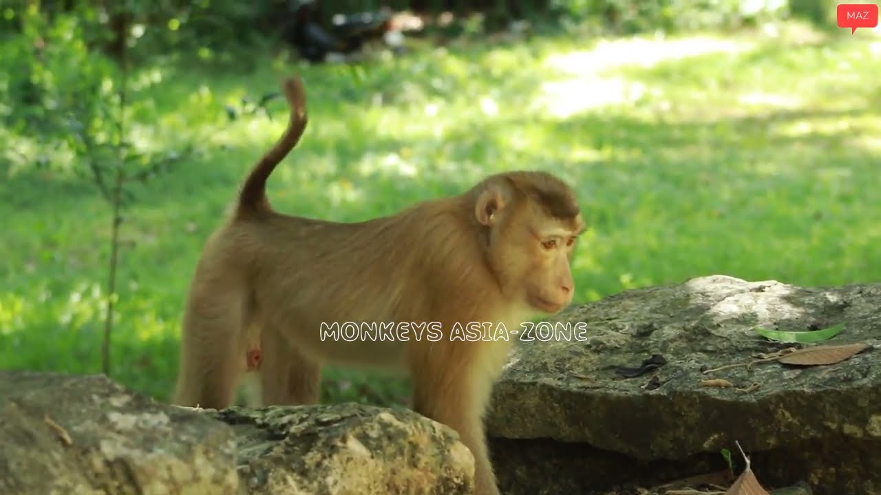 David  And Angel Monkey - Pongo Monkey - Akot in amber on June21-2022, G-Maz..360..Amber