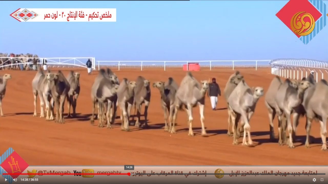 ملخص تحكيم - فئة كأس النادي ( 20 انتاج) - لون الحمر-22 /12 /2019 م #مهرجان_الملك_عبدالعزيز_للإبل_4