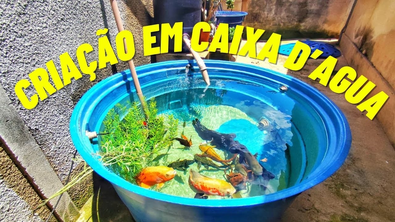 ÁGUA CRISTALINA, COMO TER UMA CRIAÇÃO DE PEIXES EM CAIXA D'AGUA!!!