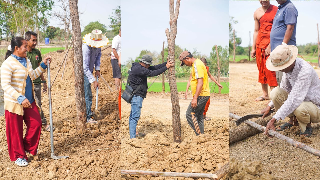 កម្លាំងសាមគ្គីដាំដើមធ្នង់ថ្ងៃបង្ហើយនៅទីទួលប្រាសាទ