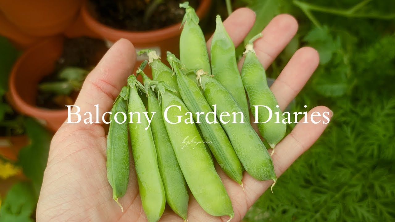 #03 Why Gardening Never Feels Like a Chore to Me | Balcony Garden Diaries