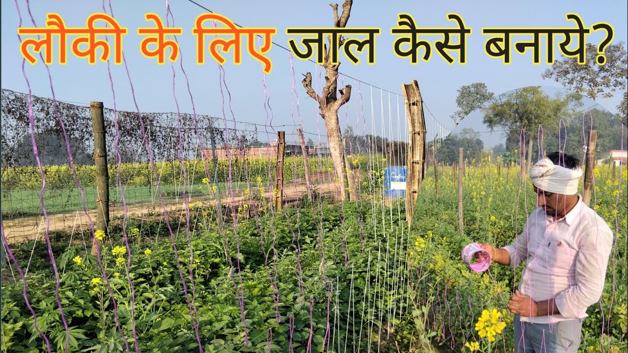लौकी के लिए जाल कैसे बनाया जाता है?|लौकी की खेती|lauki ki kheti|chaudhary KRISHI FARMING|kheti kisan