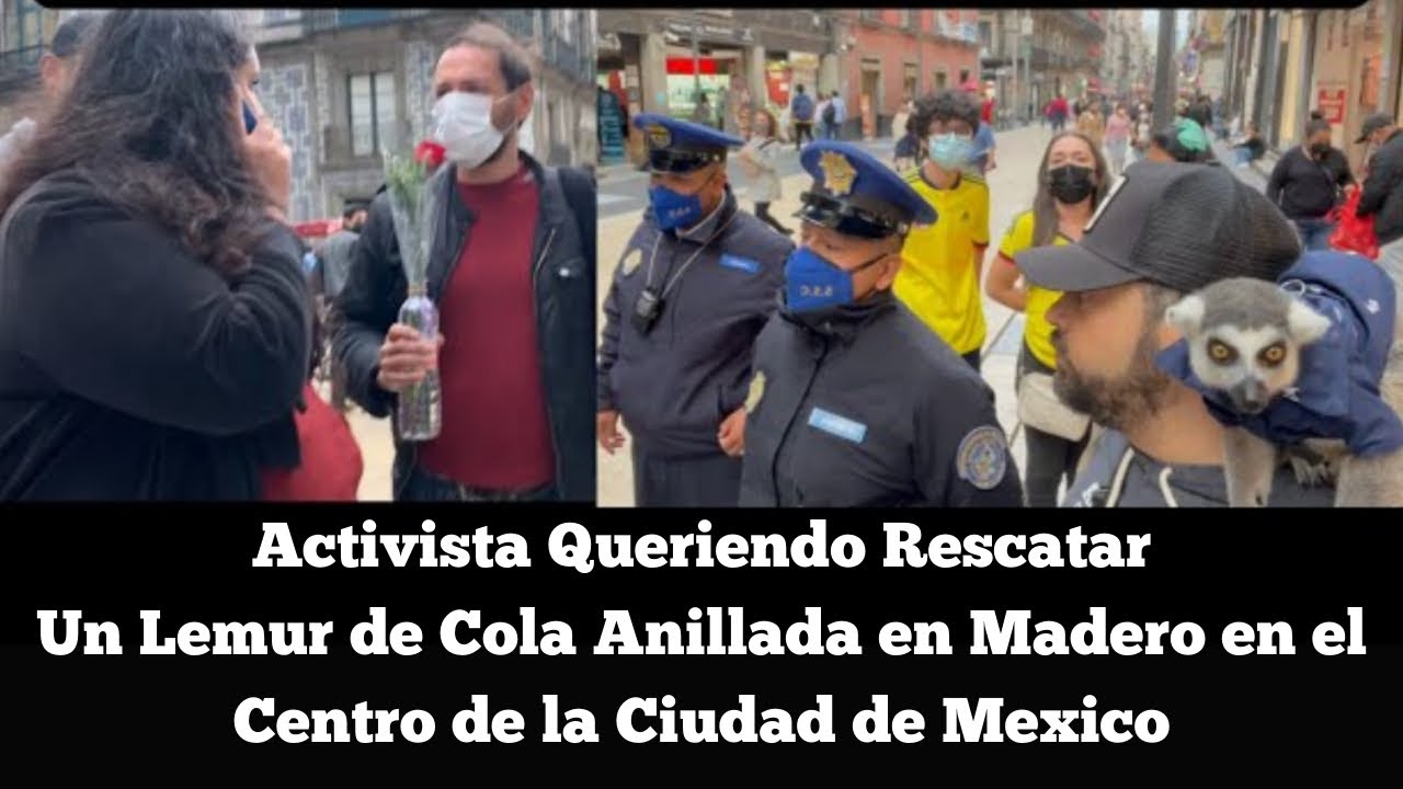 Activista en Madero Queriendo Quitar un Lemur de Cola Anillada en Cdmx