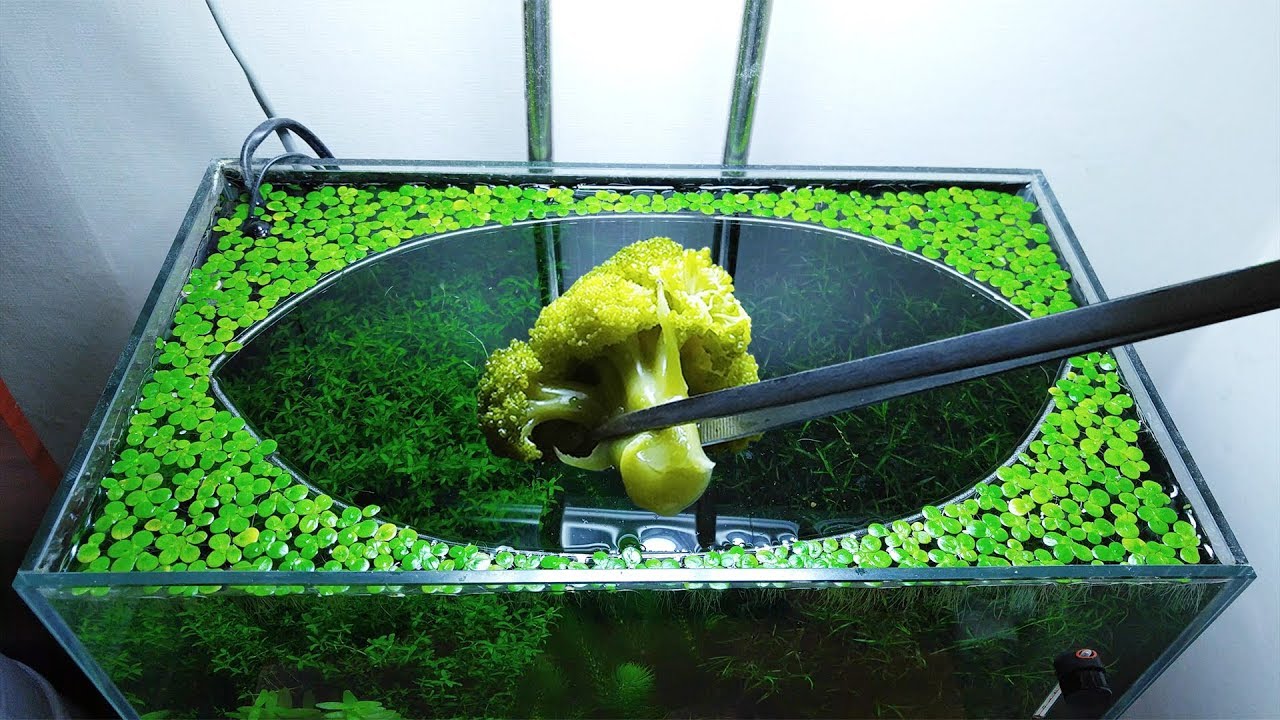 22nd Month – (Broccoli Feeding Frenzy) NO filter, NO CO2, NO Ferts 5 Gallon Nano Tank