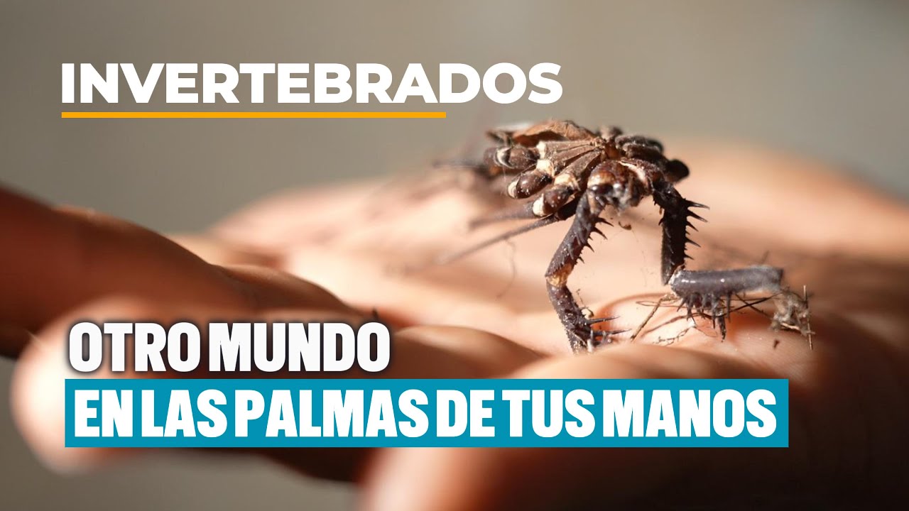 Descubre los invertebrados de las Cuevas del Pomier en La Española / NATALUS EP 2