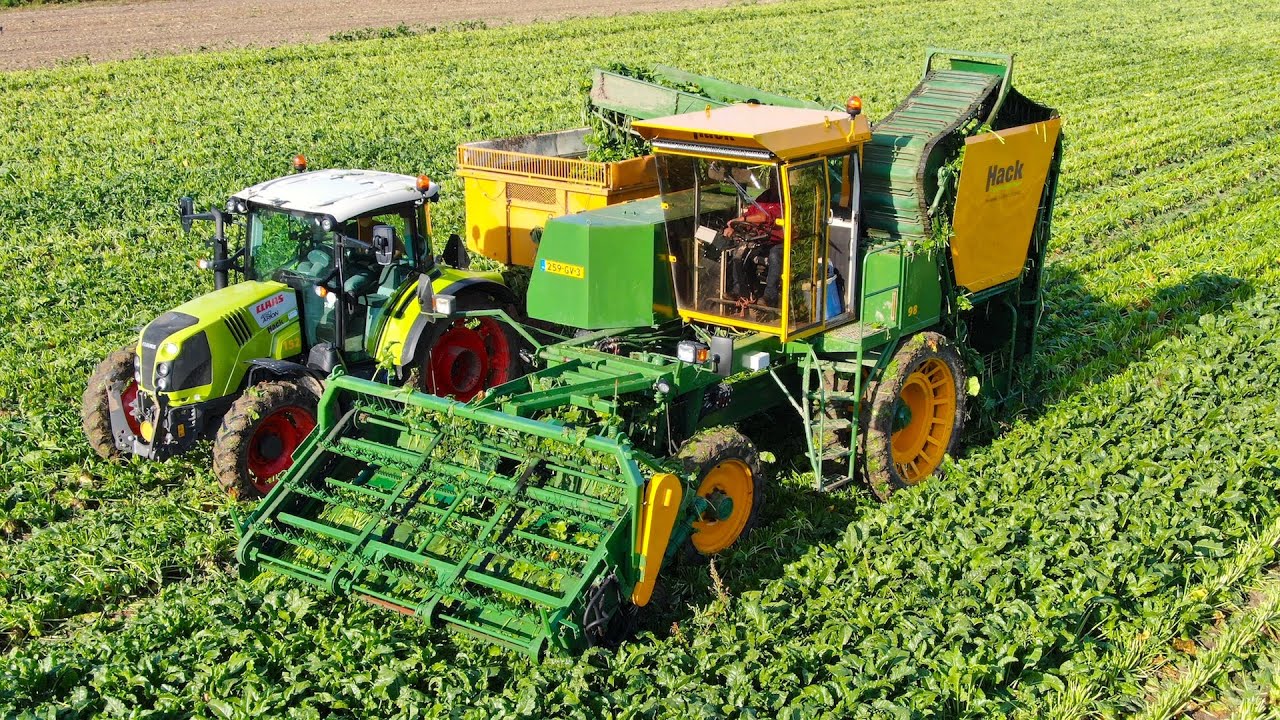 Collecting Sugar Beet Leaf for making Green Protein | Hack Harvest