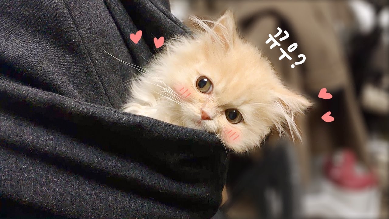 아깽이 요지를 후드 속에 넣어버렸어요