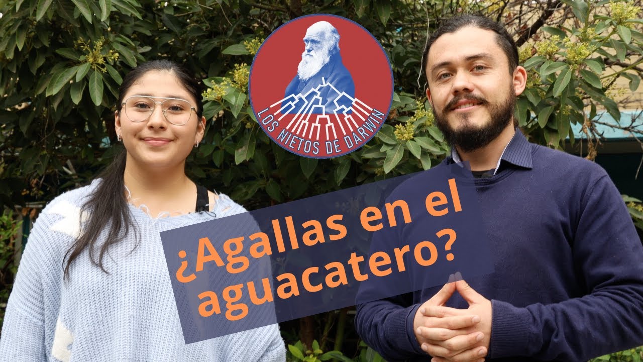 Nietos de Darwin | ¿Las Agallas del Aguacate?