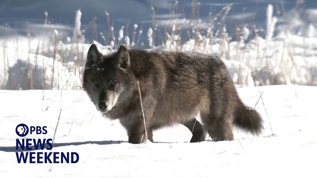 Scientists work to decode wolf howls in Yellowstone with AI technology