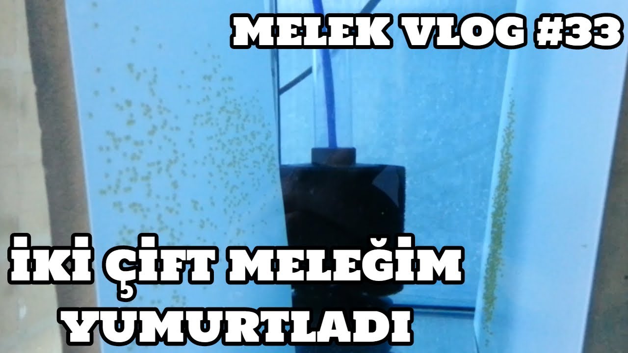 Melek Vlog #33 (İki Çift Meleğim Yumurtladı)