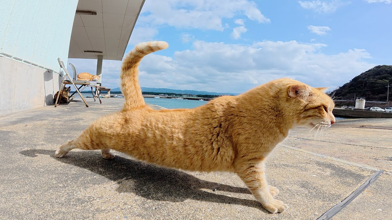 漁港の休憩所で可愛い猫ちゃん達がお出迎えしてくれた