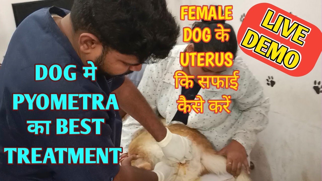 Pyometra in dog | Best Treatment of Pyometra | Uterine infection in dog