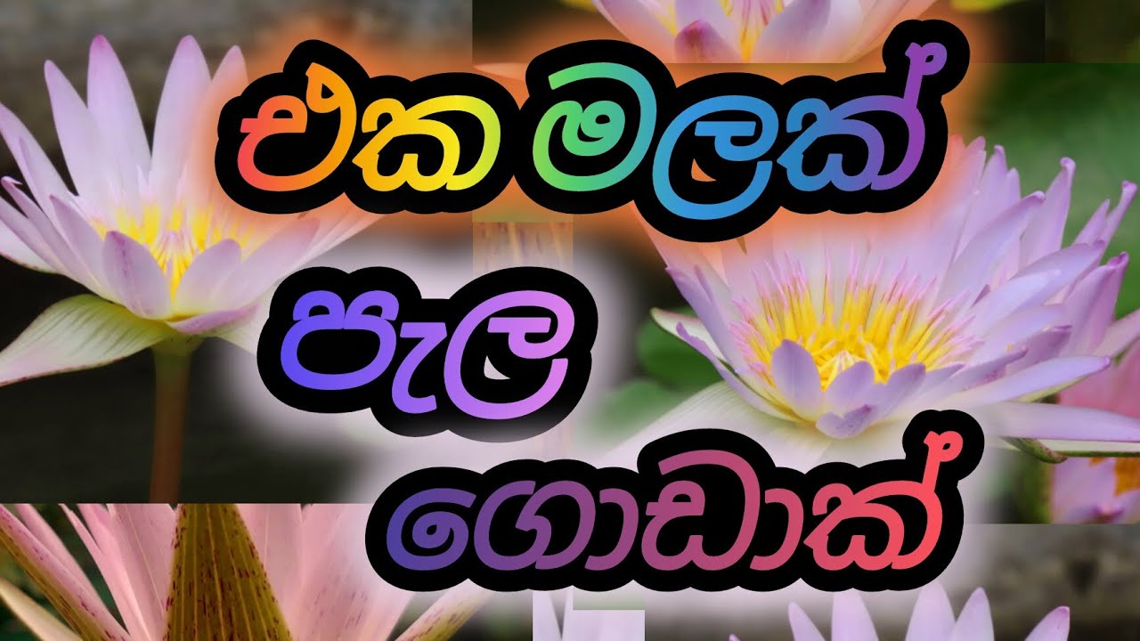 සුවදින් පුරවන චාම් මල Hilary🔥🥰🪷#trending#shortsviral#highlight#waterlily#subscribers#3000subscribe