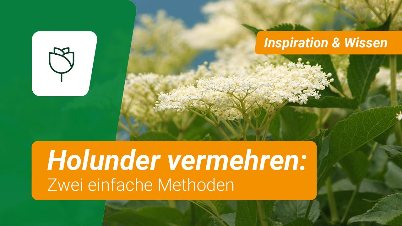 Holunder vermehren: Zwei Methoden f&uuml;r reichlich Pflanzennachwuchs