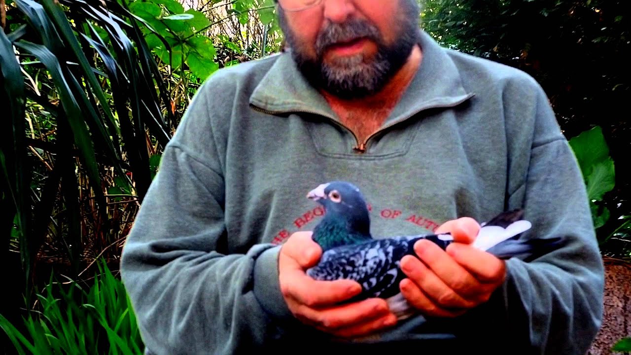 Bliksem & Bonny & Clyde Reisebrieftauben