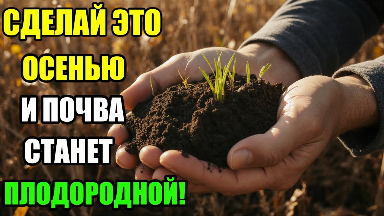 Как улучшить почву осенью? Ошибки садоводов