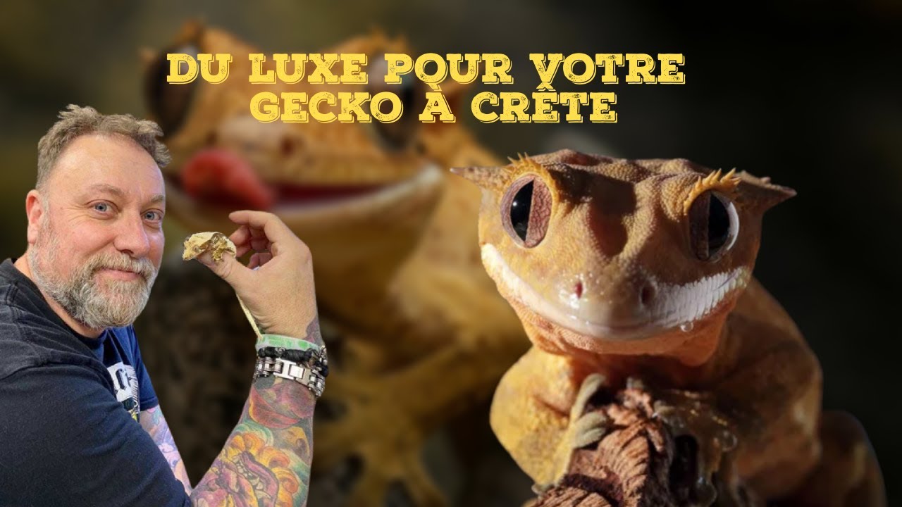 DU LUXE POUR VOTRE GECKO A CRETE (Correlophus ciliatus) - Tuto complet