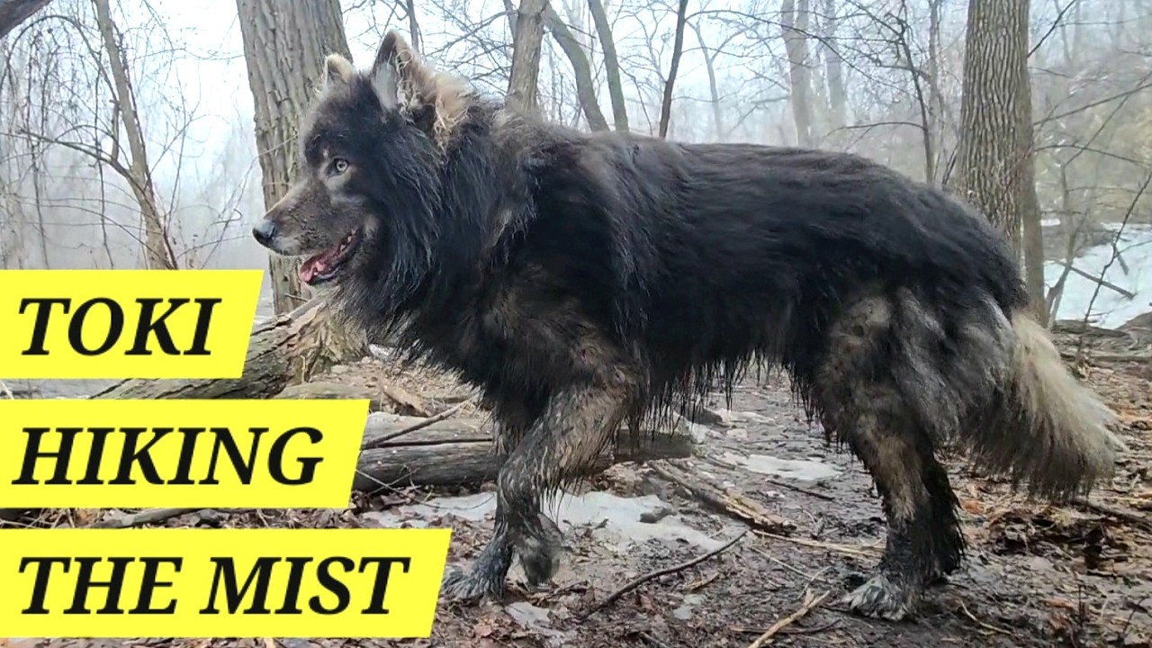 Toki the Lycan Shepherd: Foggy Winter Dog Park Adventure (Part 1 of 5)