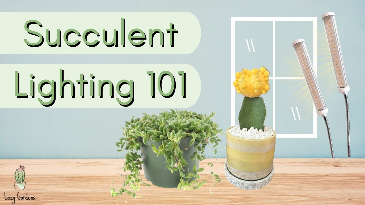 Succulent Lighting 101: How to Find the Right Light for Succulents