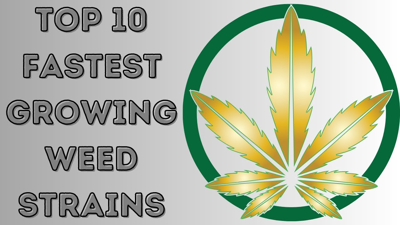 Discover the Top 10 Fastest Growing Cannabis Strains!