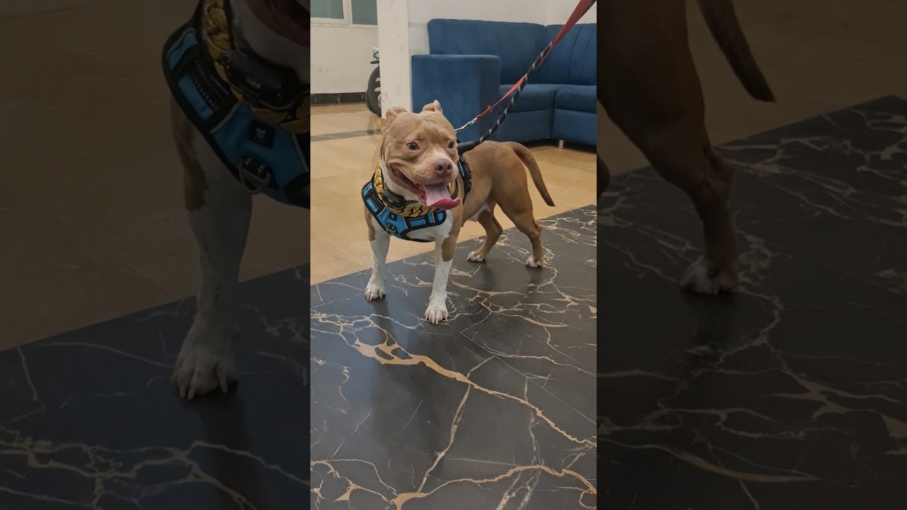 Cute American Bully Dog Lucy | 