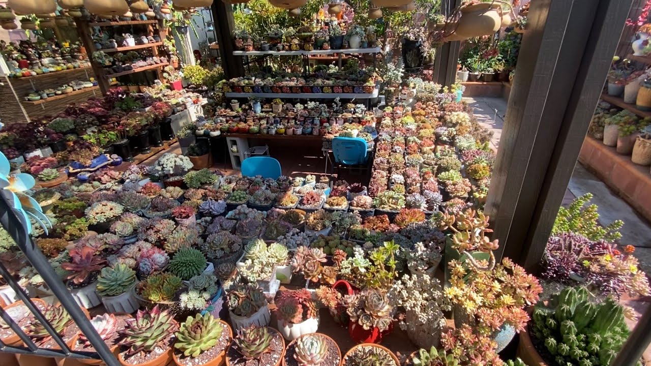 How My #koreansucculents Look When The Weather Getting Hotter 🌞🥵- #vườnsenđá  USA-Video #56