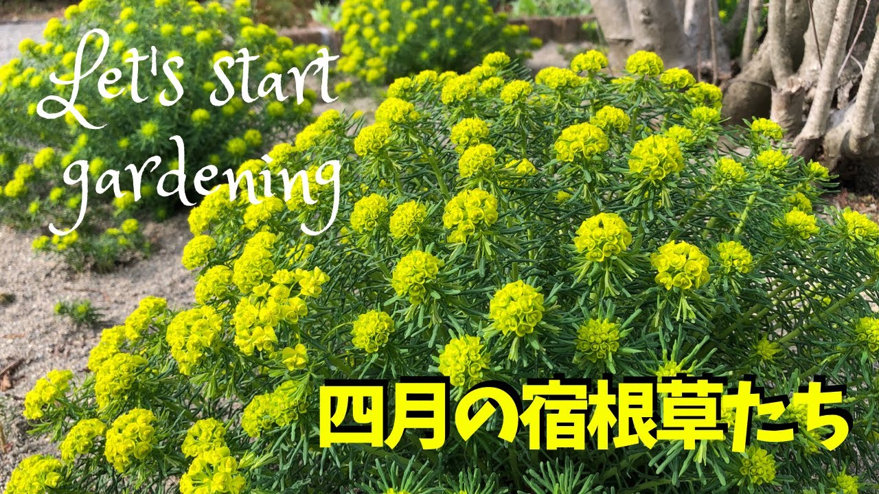 ガーデニング/春の開花リレーが始まりました！我が家の宿根草たちが少しずつ咲きはじめています