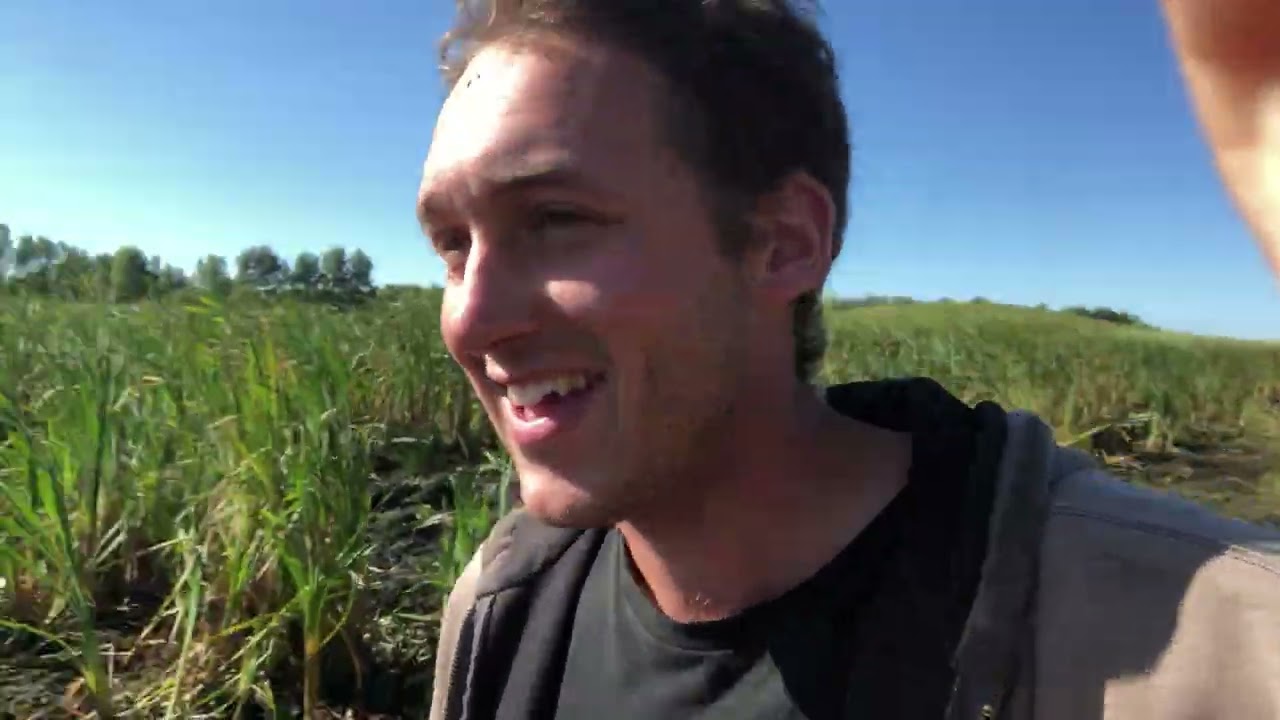 Cat Tail Forage System For Pigs