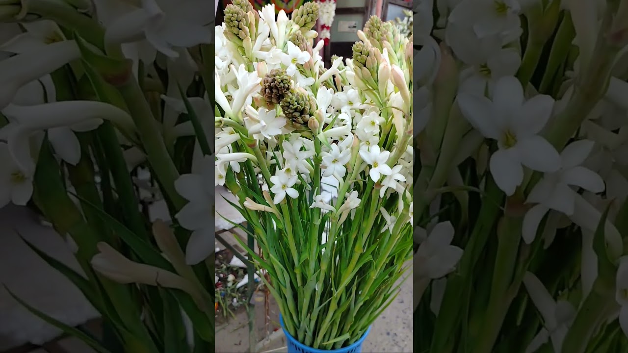 #flowers #news #flower