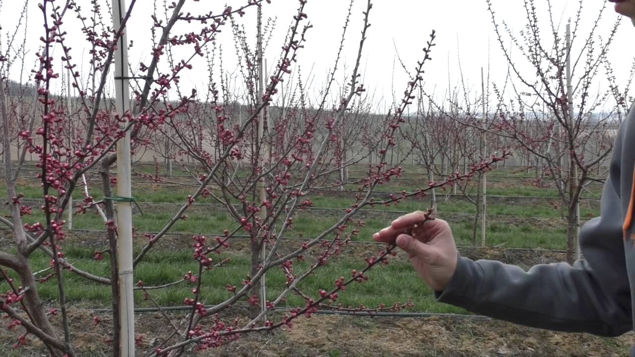 Ausdünnen zur Blüte bei Marillen/Aprikosen