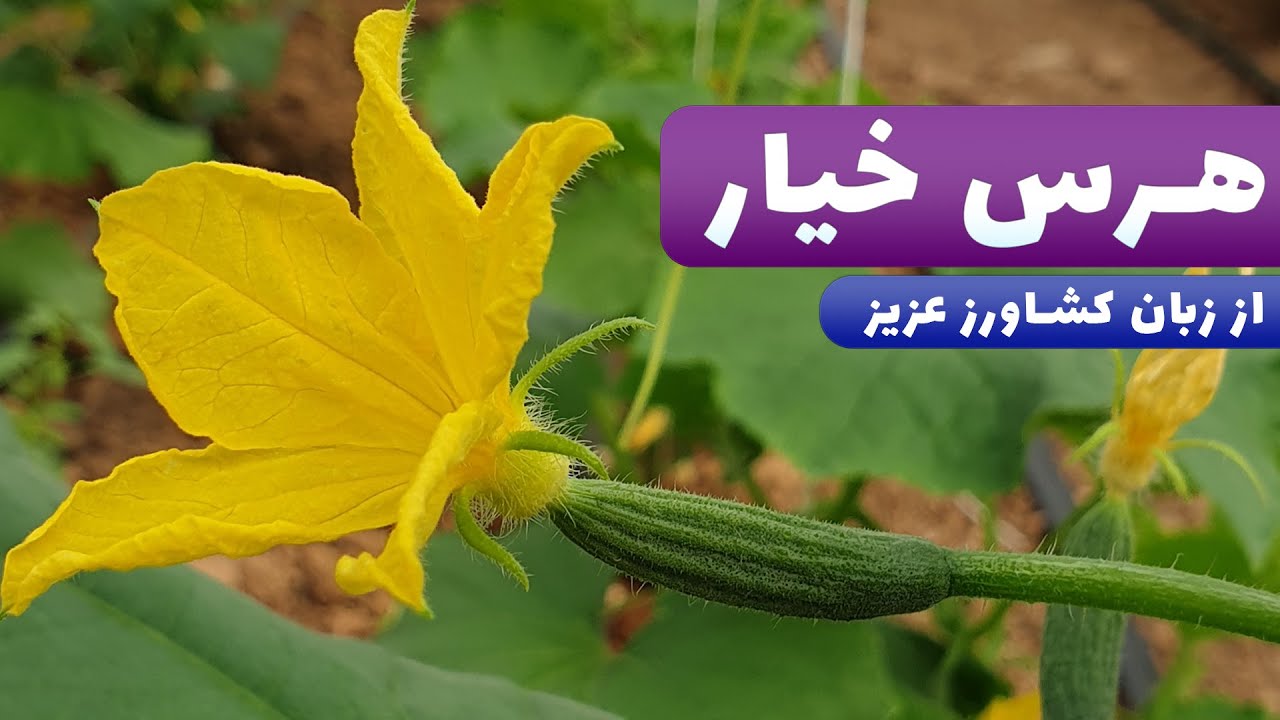 هرس بوته خیار رو از زبان کشاورز بشنویم !! اصول کاشت خیار در گلخانه صادراتی