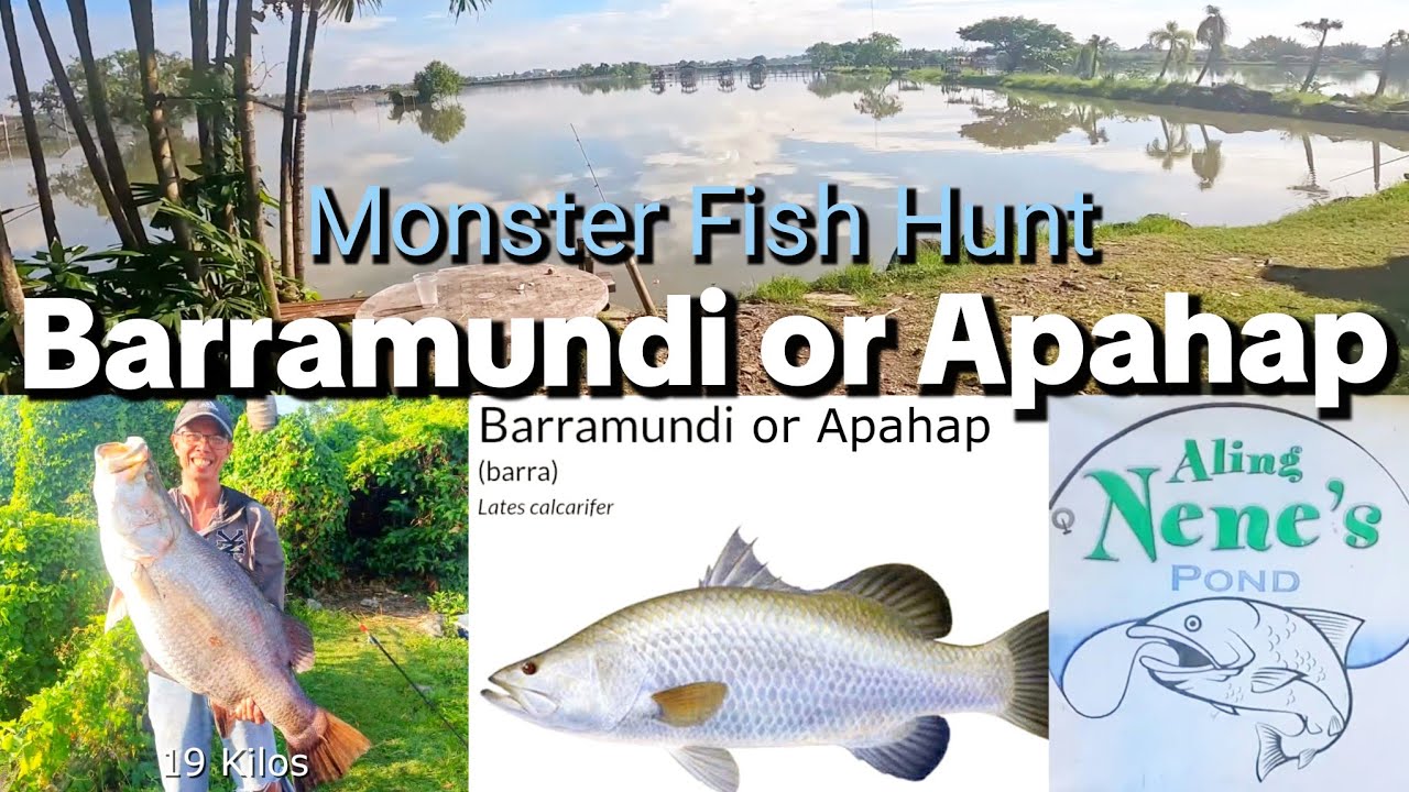 Ep. 1 Monster Fish Hunt BARRAMUNDI or APAHAP at Aling Nene's Pond #barramundi #fishing 