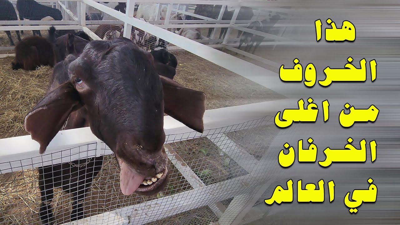 معرض مراعي البحرين 2024 متعة الصغار والكبار