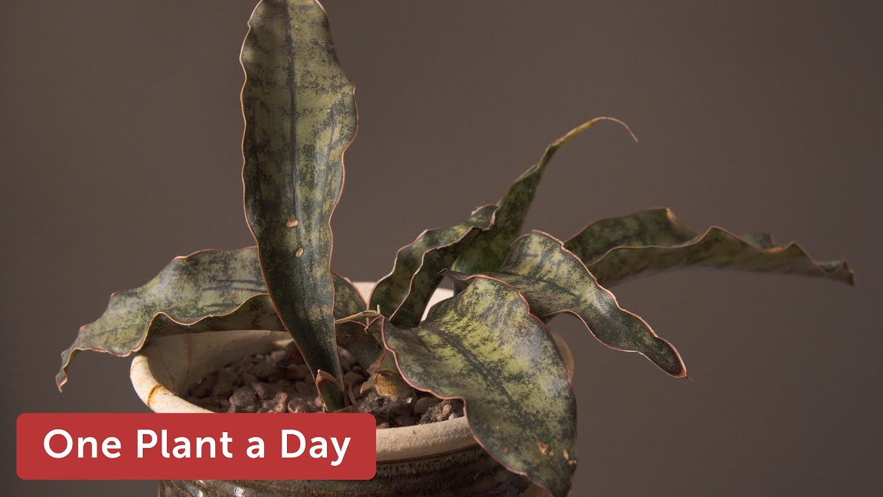 Dracaena pethera (Sansevieria kirkii 'Coppertone') Houseplant Care — 133 of 365