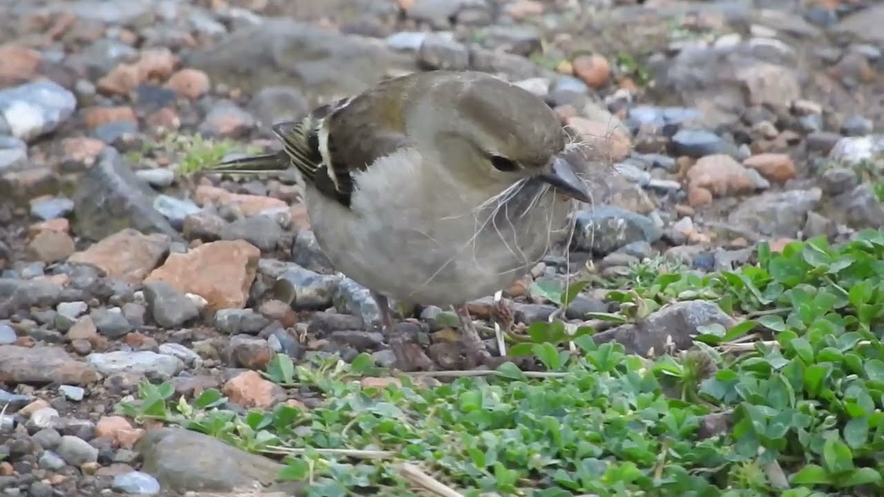 Pinzón vulgar ( Fringilla coelebs ) FARO de GORLIZ