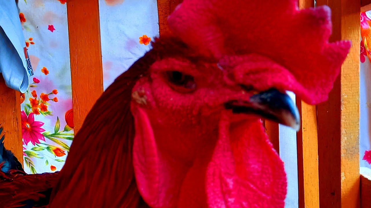 ayam pelung juara : giler😀#pancoran #pancoranmas #tugupancoran 