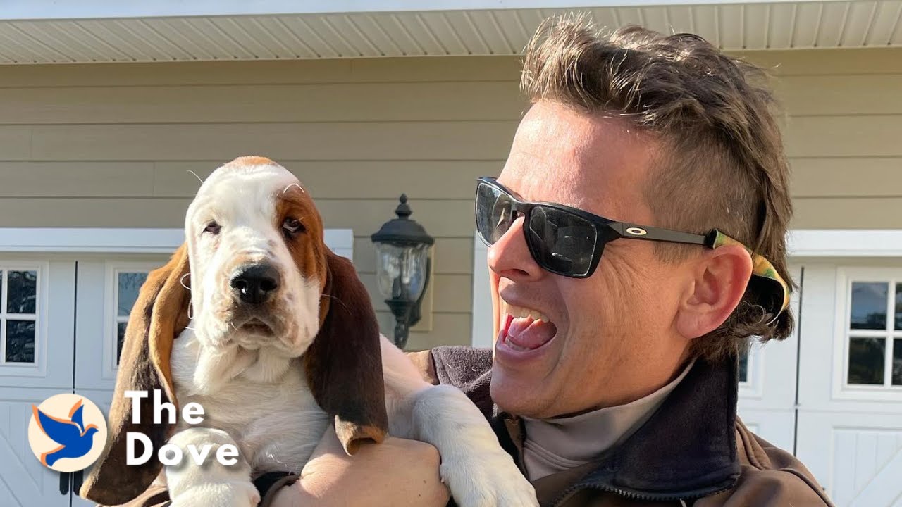 Dogs Meet UPS Drivers and Go Crazy Adorable | The Dove