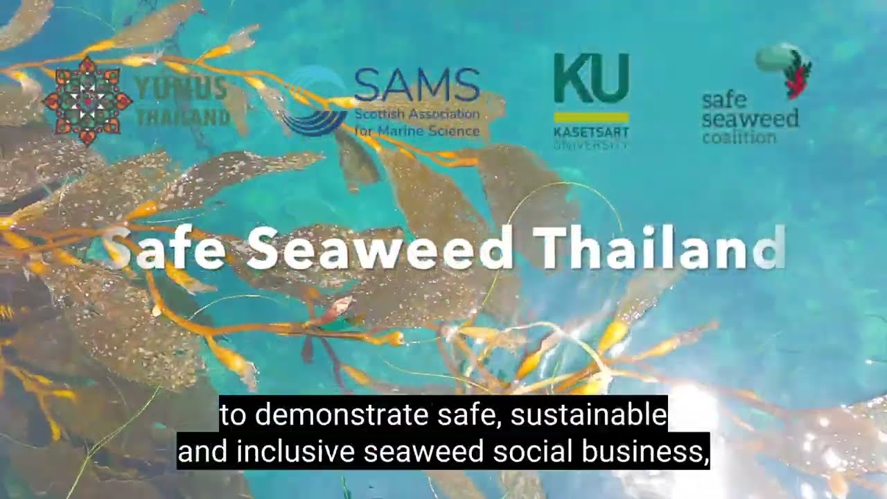 Safe Seaweed Thailand