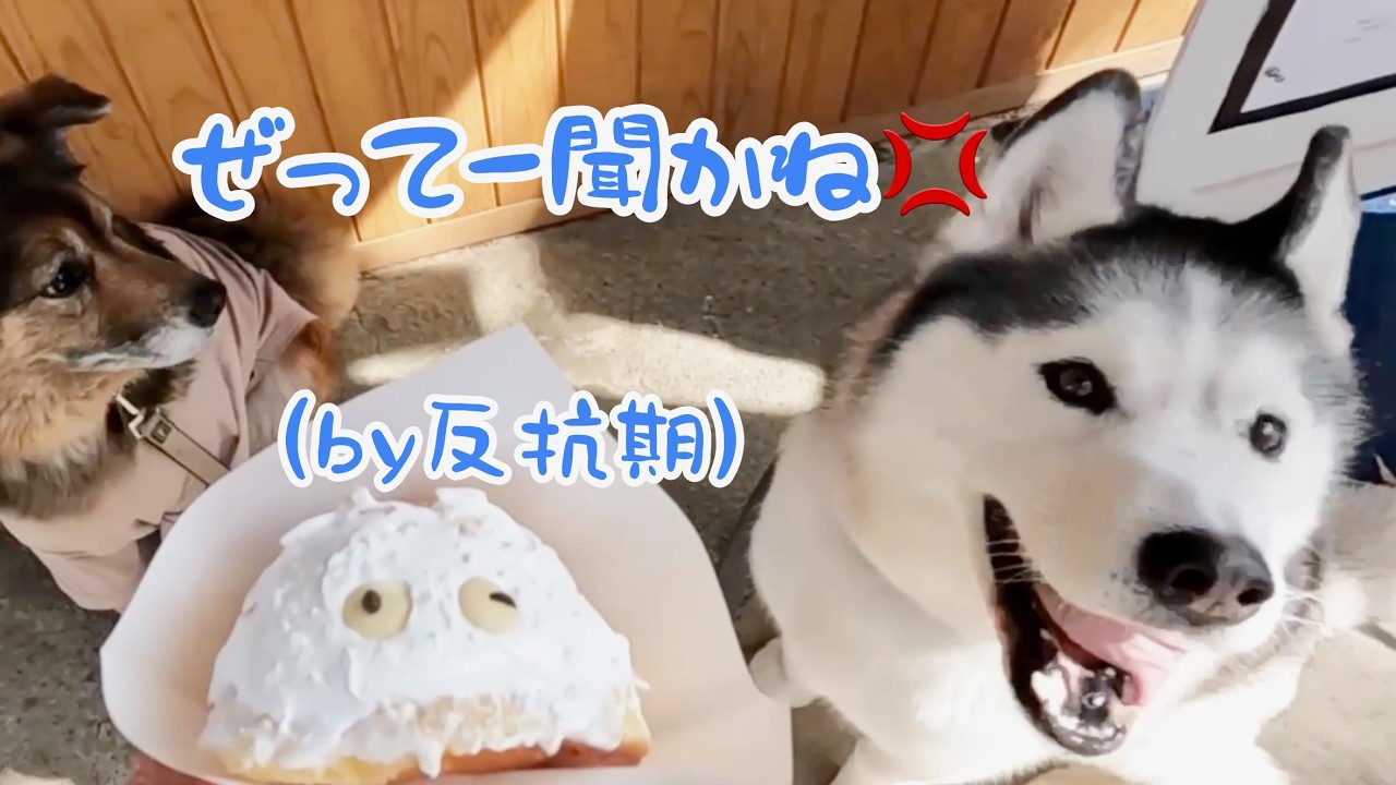 犬たるもの&rdquo;あの言葉&rdquo;には抗えない/犬のご祈祷