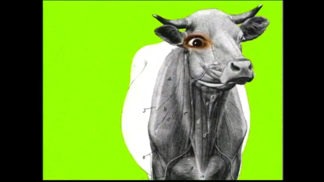 Barkmarket - Visible Cow (Official Music Video) 1996